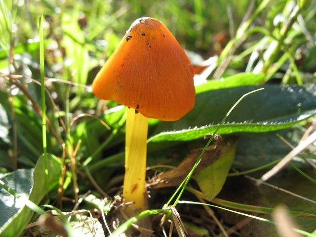 Hygrophore noircissant